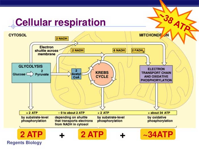 Cellular Respiration - Cellular Respiration Pathway 1 Orig